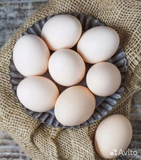 Домашние куриные яйца