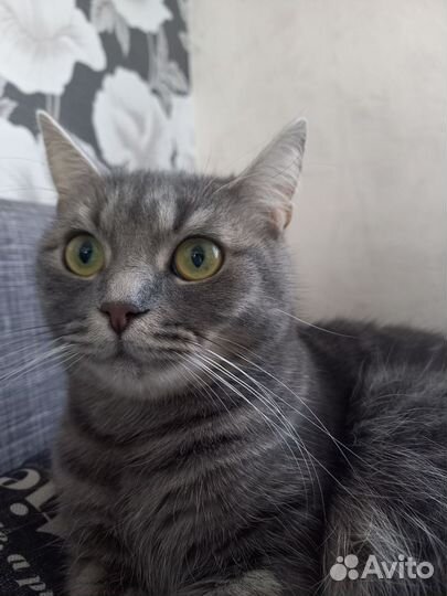 Кошка в дар