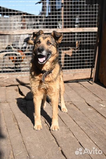 Метис овчарки