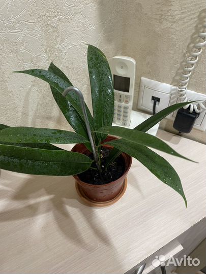 Фикусы Бенджамина,али,мелани мини
