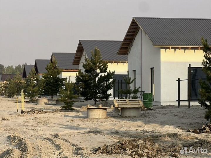 Сосна обыкновенная