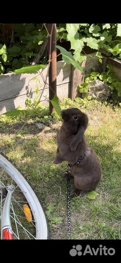 Вязка кроликов/фотосессии