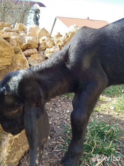 Козочка камори