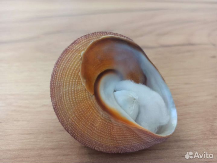 Морская раковина