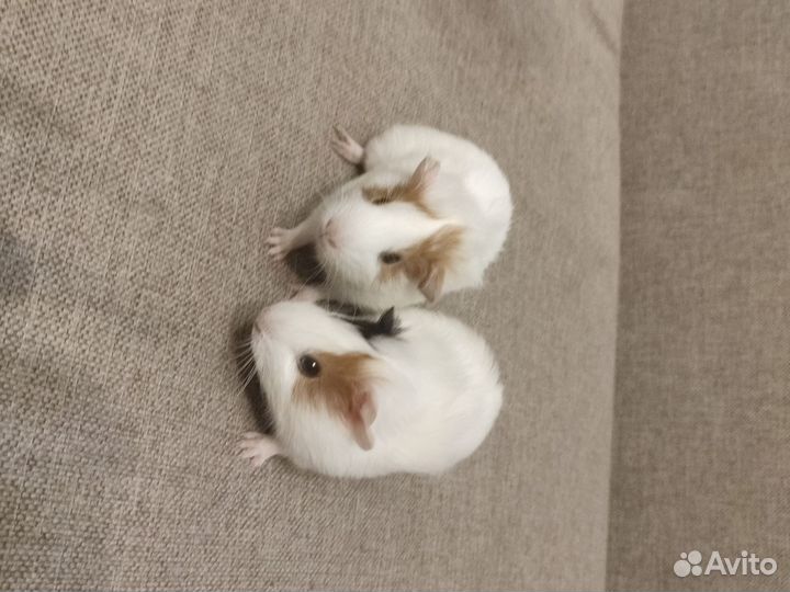 Морские свинки малыши девочка и мальчик