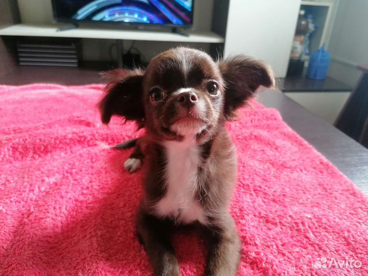 Чихуахуа девочка