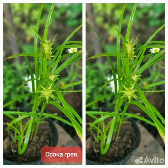 Многолетнии цветы для сада