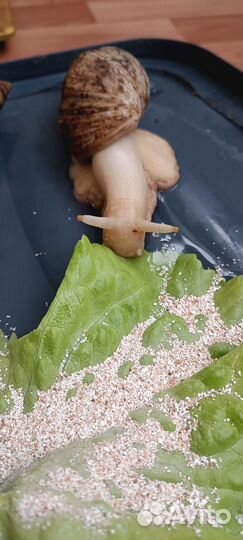 Улитка Ахатина