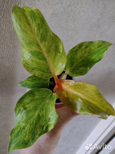 Филодендрон Карамель Крем