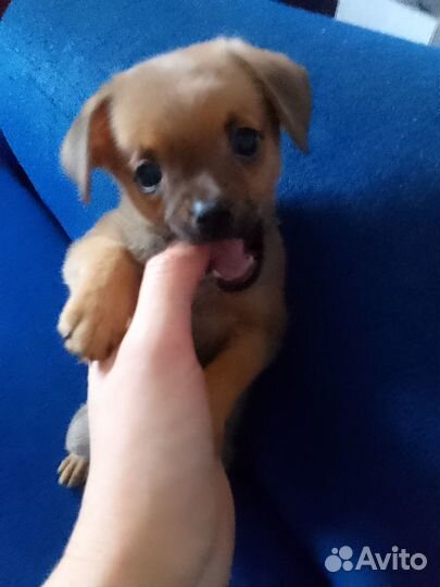 Отдам в добрые руки щеночка девочку