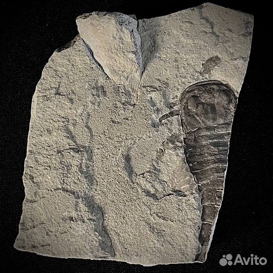 Ракоскорпион окаменелость ископаемый палеонтология