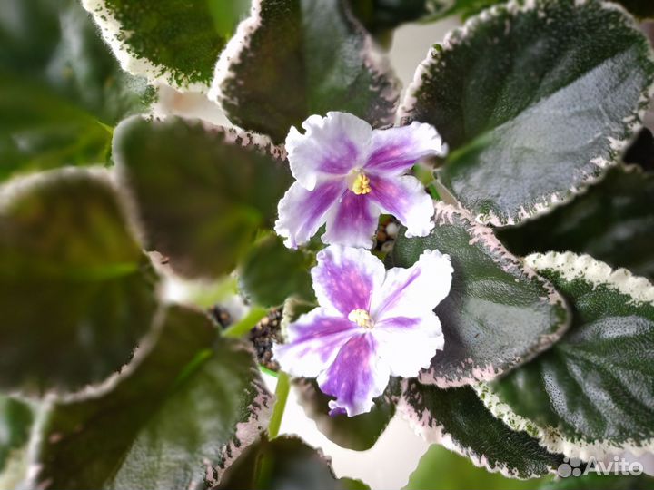 Укорененные листики