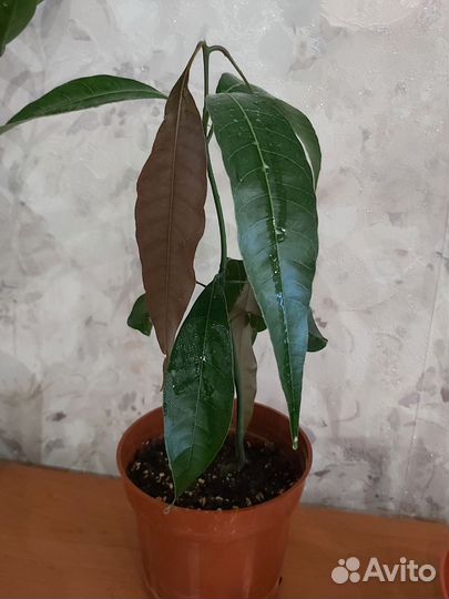 Домашние растения цветы