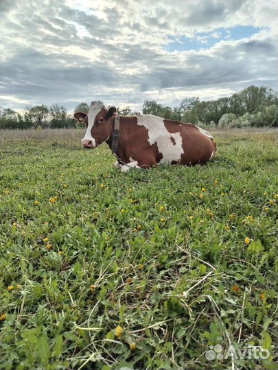 Коровы дойные молочные