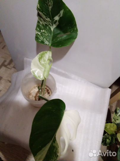 Монстера вариегатная Альба