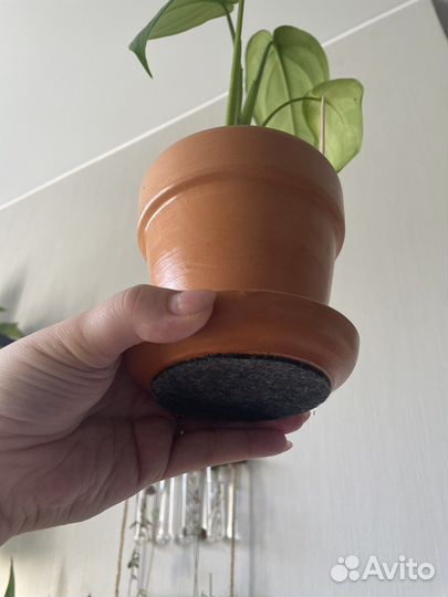 Сингониум макрофиллум