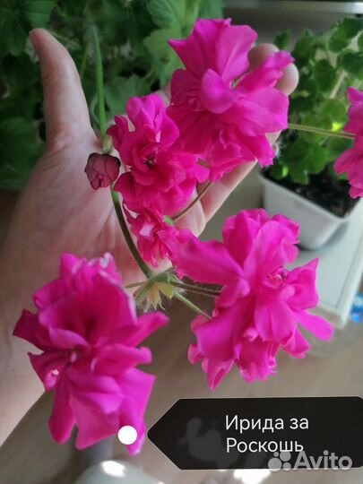 Пеларгонии сортовые