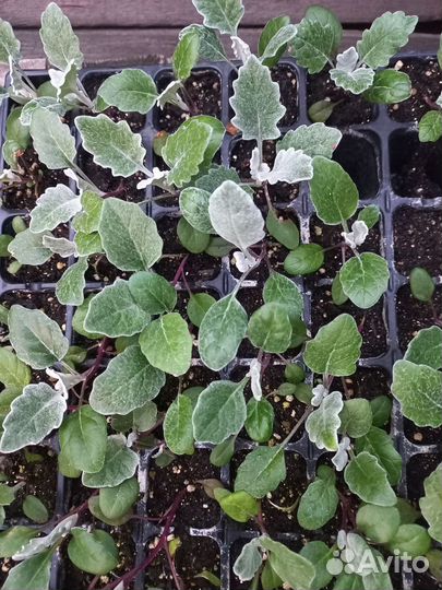 Рассада цинерарии