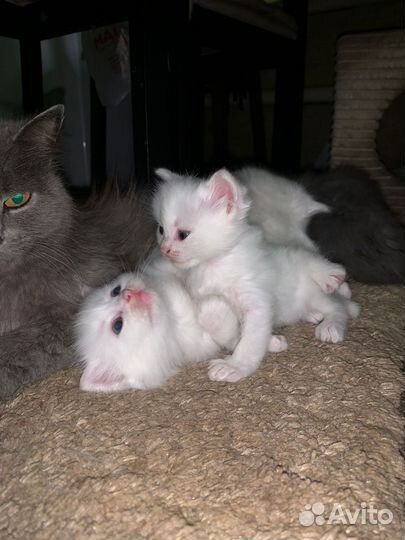 Британские котята