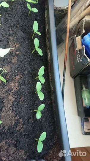 Рассада балконных огурцов