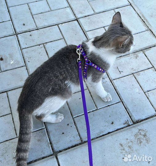 Котенок Сеня