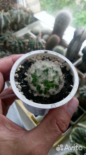 Кактус Маммиллярия плюмоза