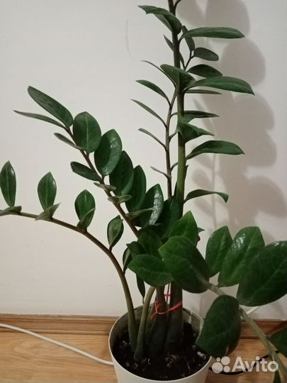 Замиокалькус