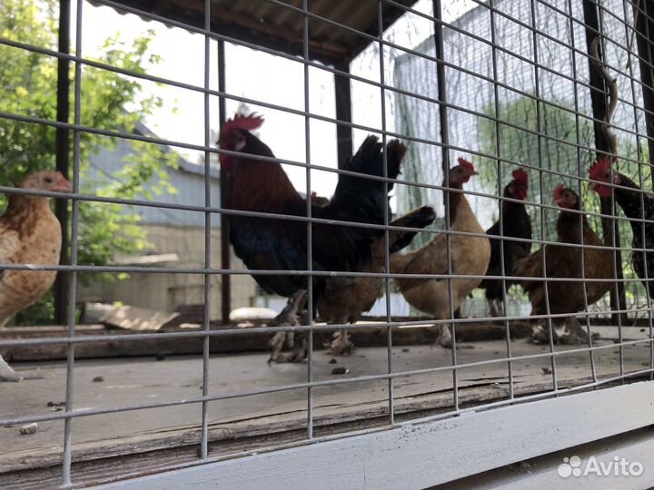 Карликовые куры