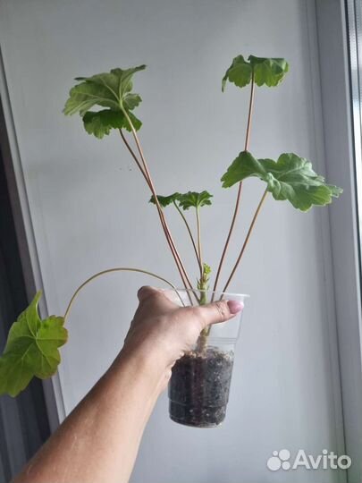 Пеларгония герань Леона Галактика