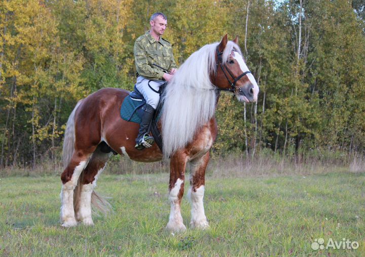 Продам коня