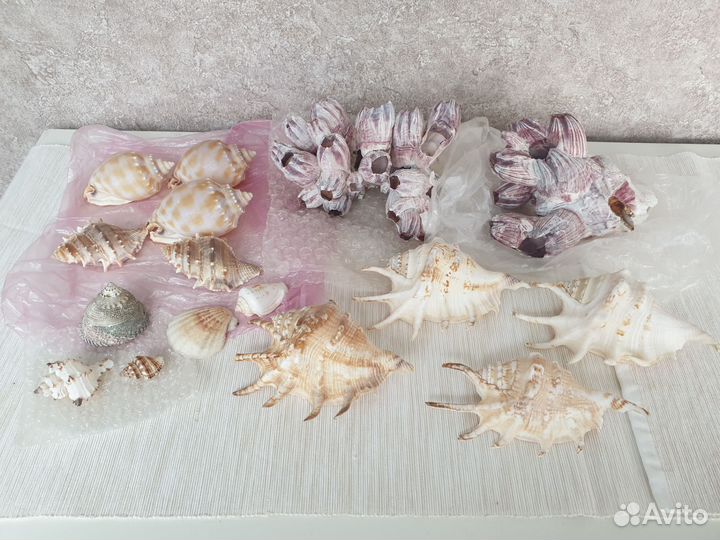 Ракушки для аквариума
