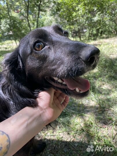 Собака спаниель отдам