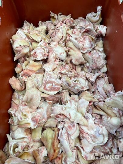 Кость киливая,обрезь ушная