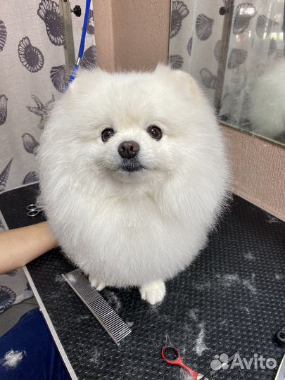 Стрижка собак и кошек