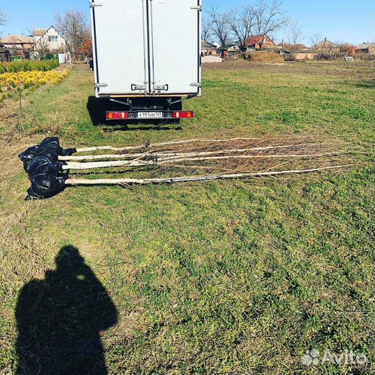 Саженцы берёзы