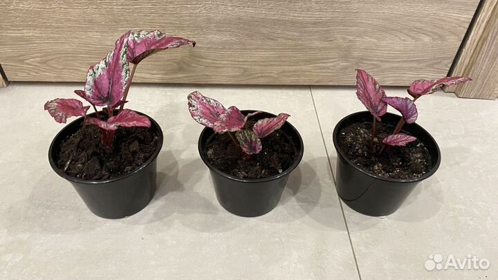 Бегония королевская рекс