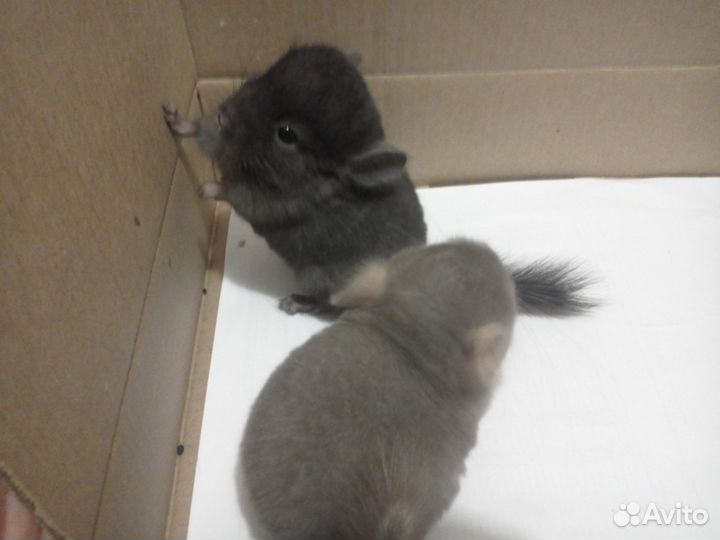 Шиншиллы домашнего разведения