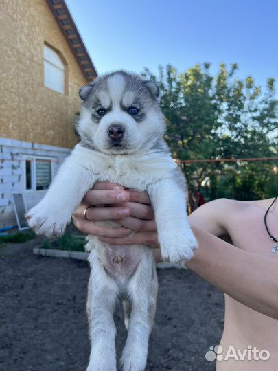 Сибирский хаски