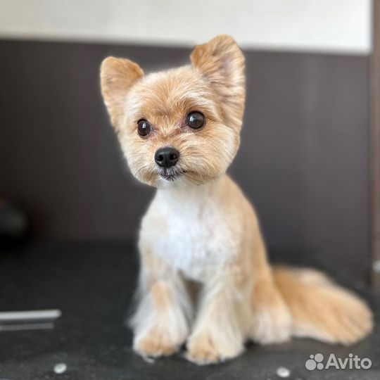 Груминг стрижка и экспресс линька собак