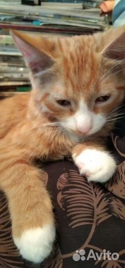 Рыжий котенок в добрые руки