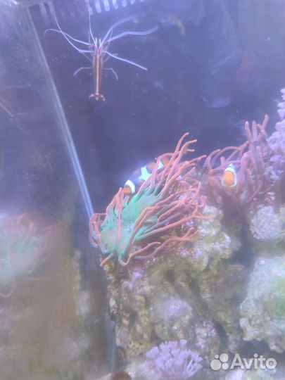 Морской аквариум с тумбой