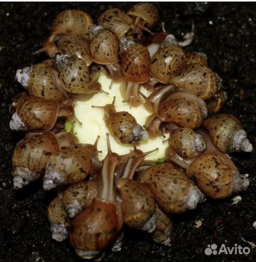 Улитки ахатины