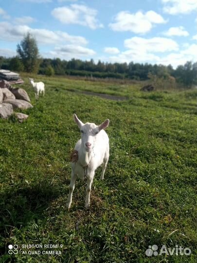 Зааненская козы