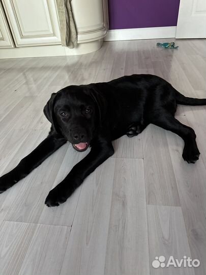 Лабрадор ретривер девочка