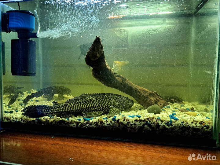 Парчовый сом