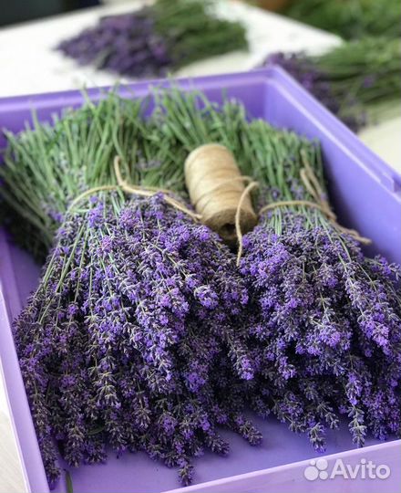 Лаванда в букетиках