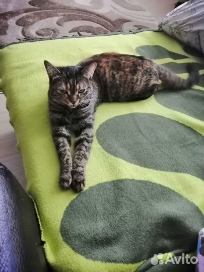 Отдам бесплатно кошку