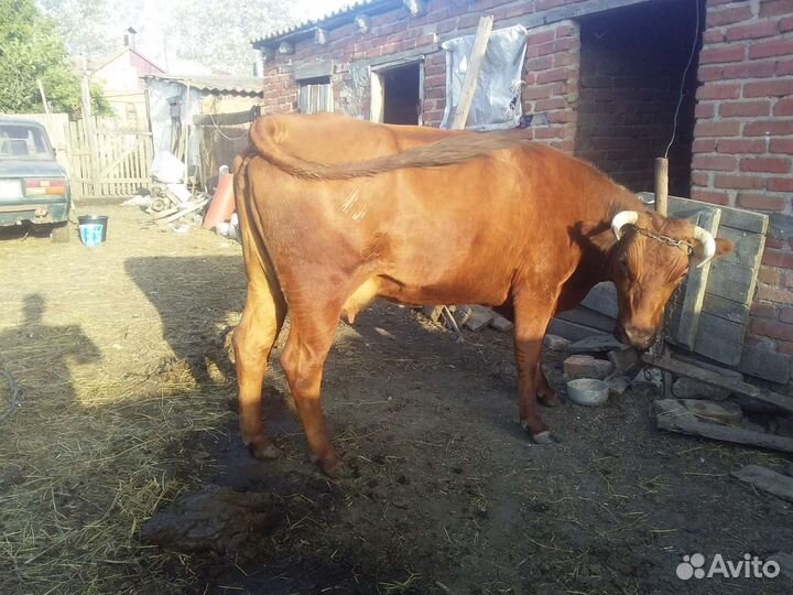 Корова стельная