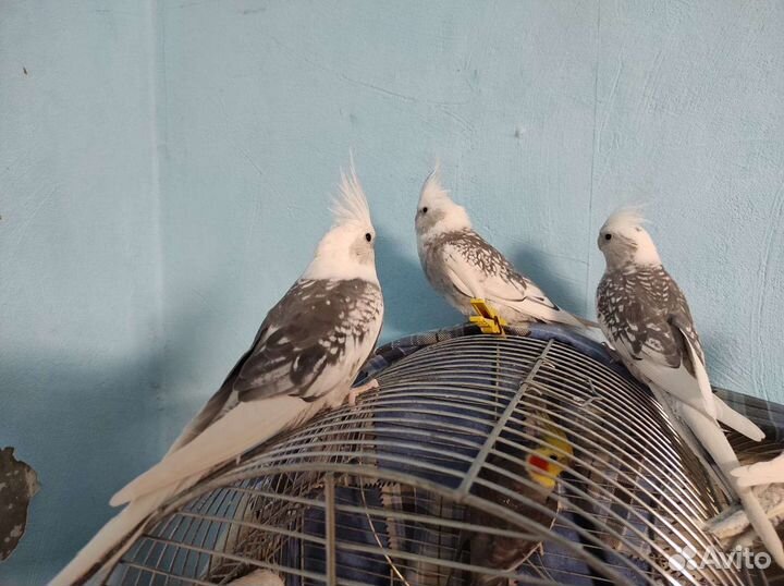 Корелла пара и малыши