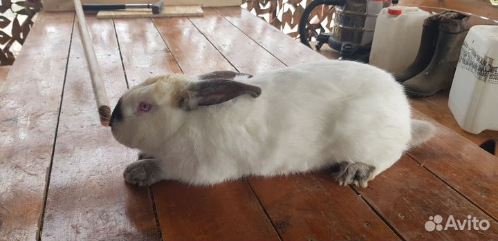 Кролики калифорнийцы